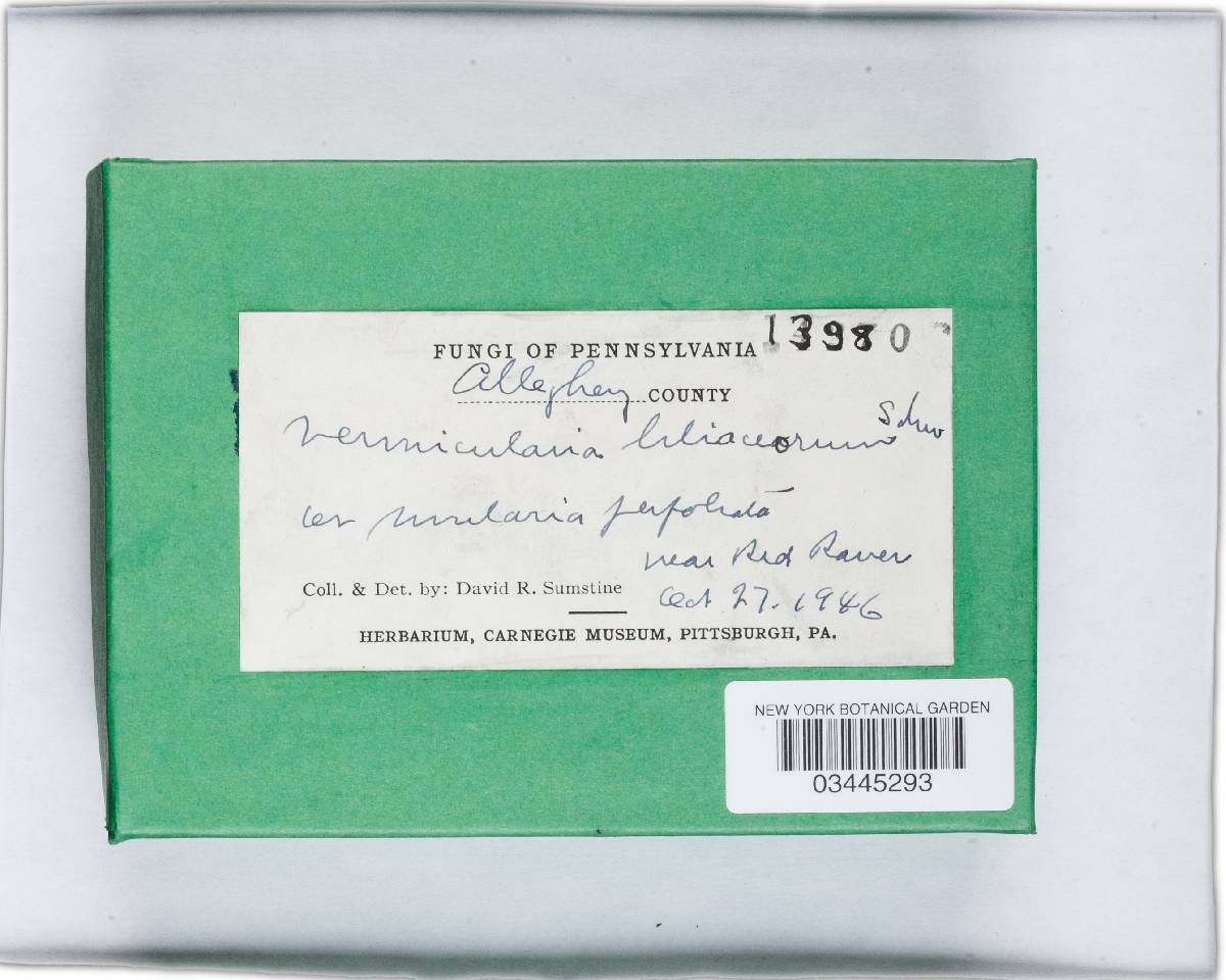Vermicularia liliaceorum image