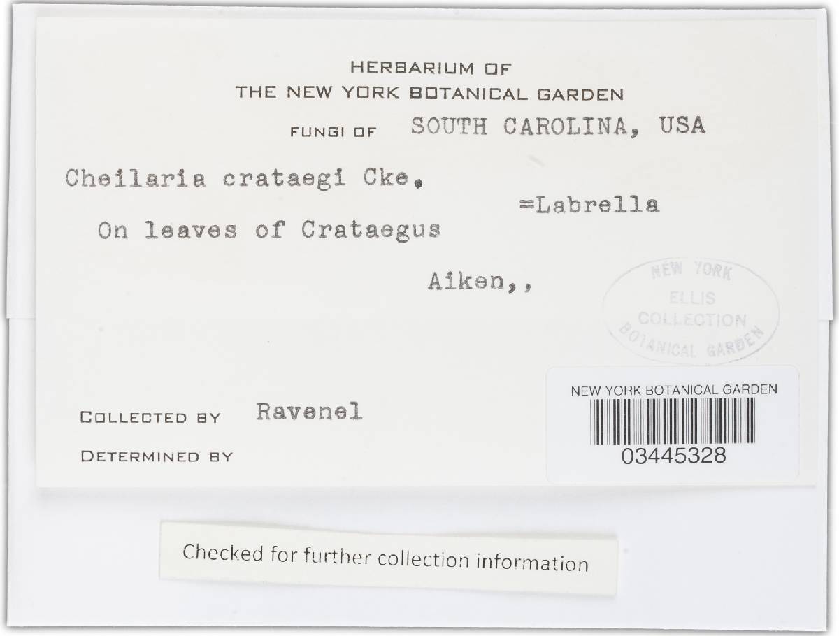 Cheilaria crataegi image