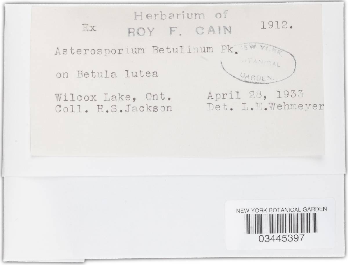 Asterosporium betulinum image
