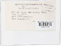 Asterosporium hoffmannii image