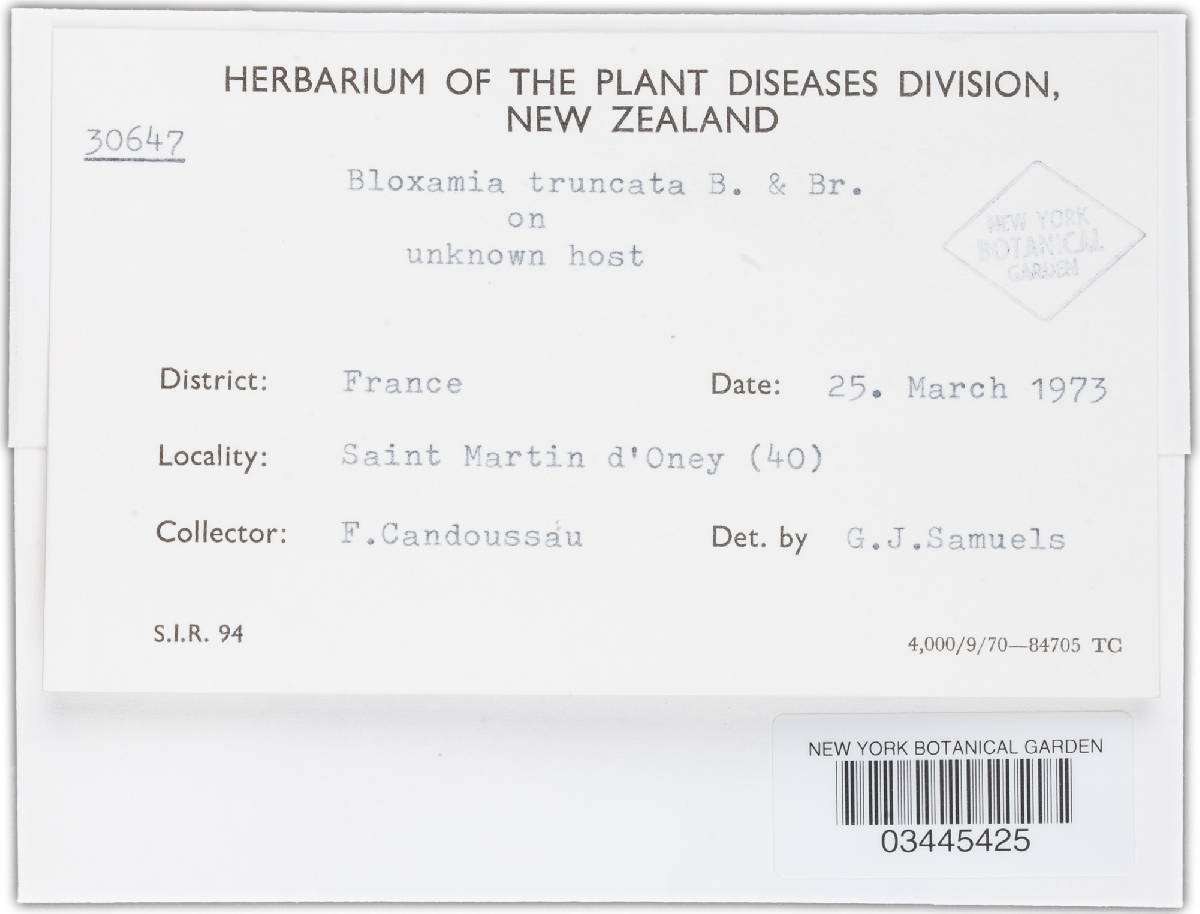 Bloxamia leucophthalma image