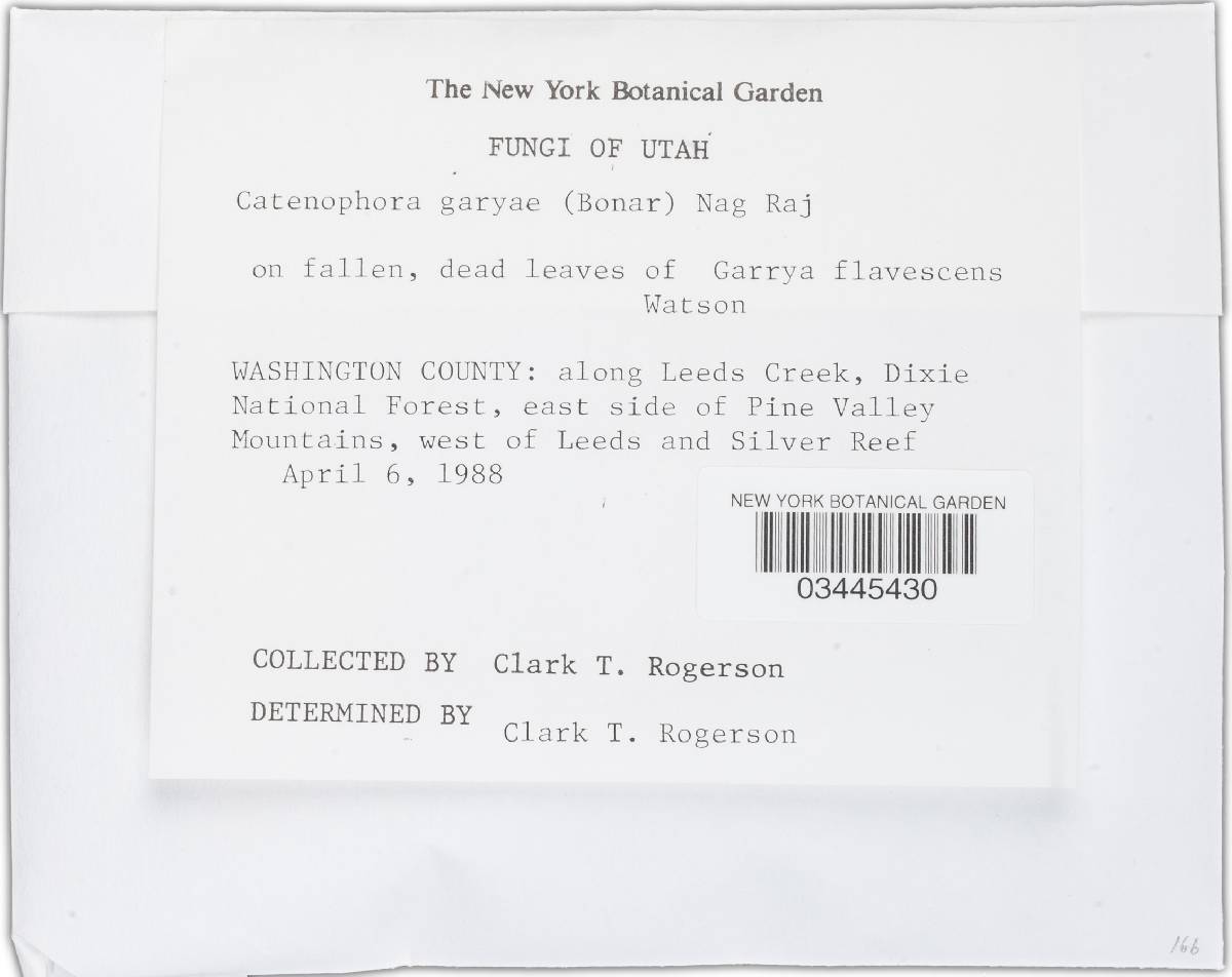 Catenophora garryae image