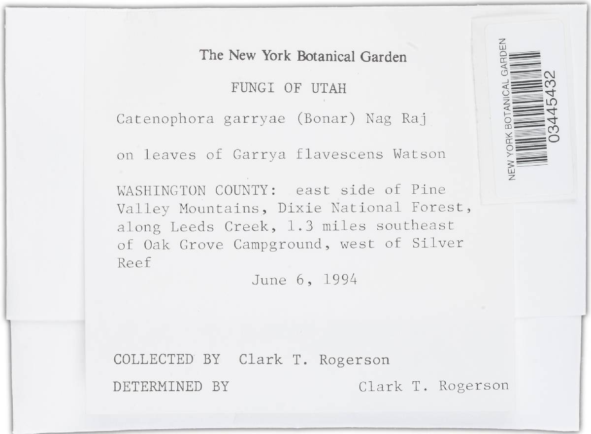 Catenophora garryae image