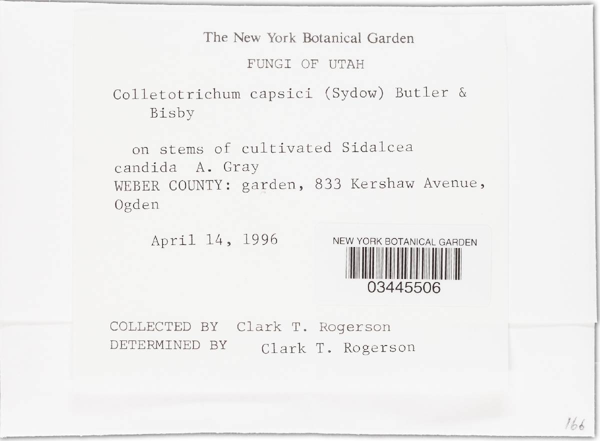 Colletotrichum capsici image