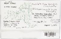 Colletotrichum coccodes image