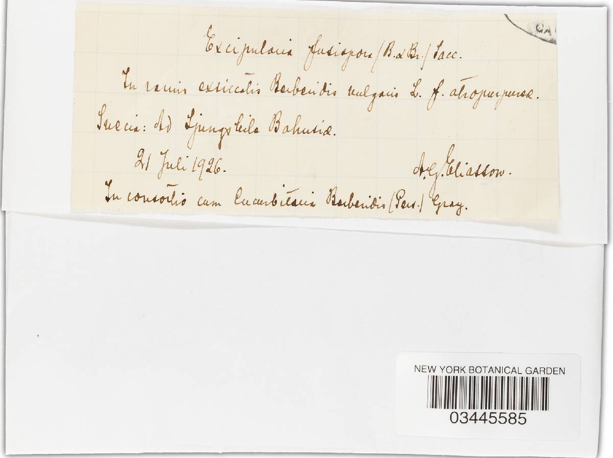 Excipularia image