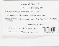 Colletotrichum dematium image