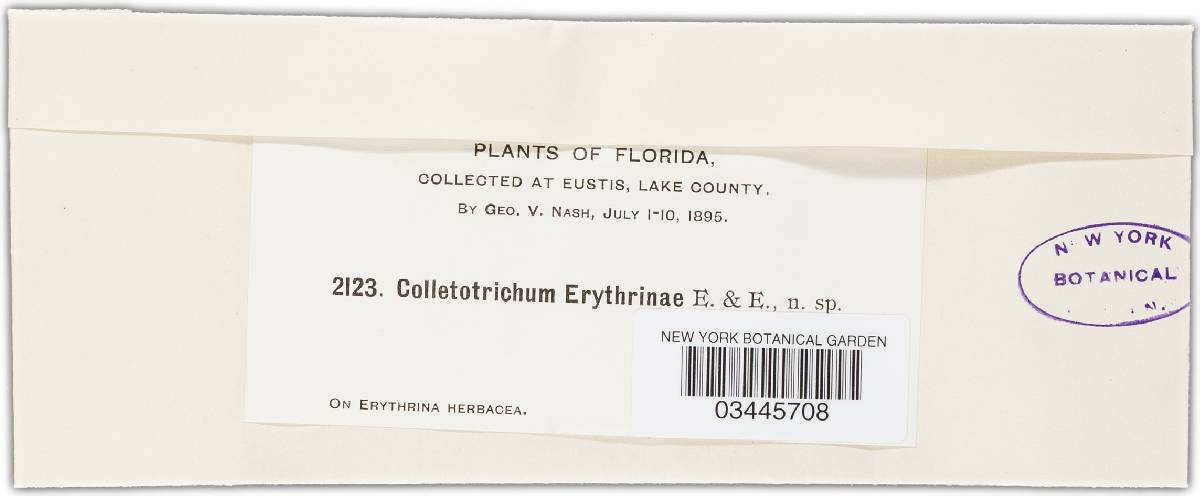 Colletotrichum erythrinae image