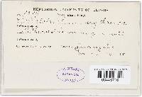 Colletotrichum erythrinae image