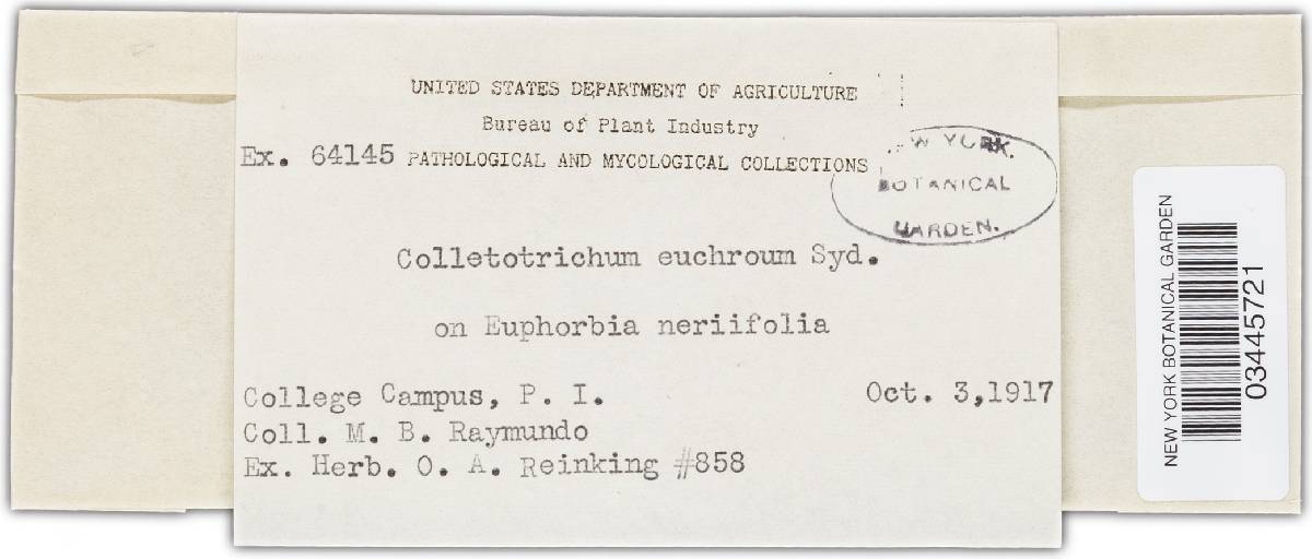 Colletotrichum euchroum image