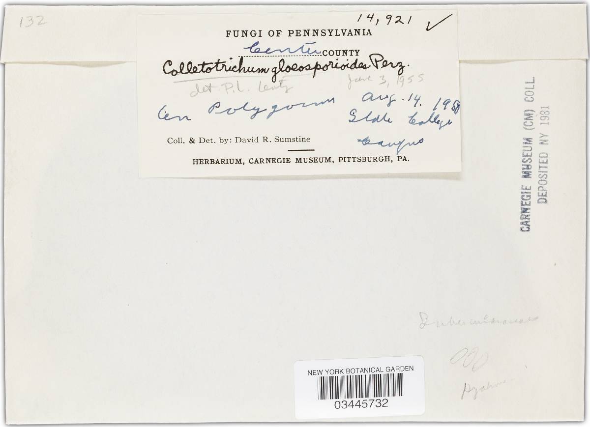 Glomerella cingulata image