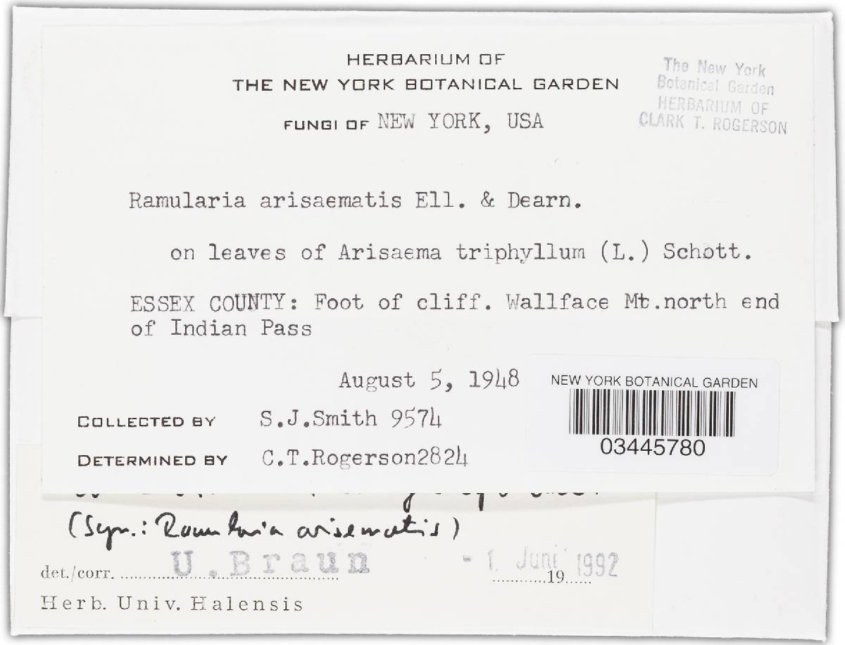 Glomerella cingulata image
