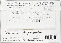 Glomerella cingulata image
