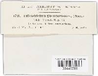 Glomerella cingulata image