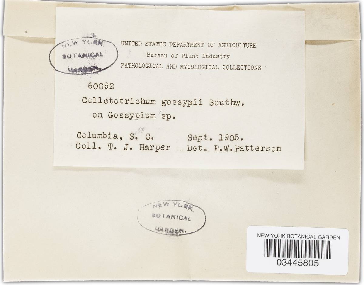 Colletotrichum gossypii image