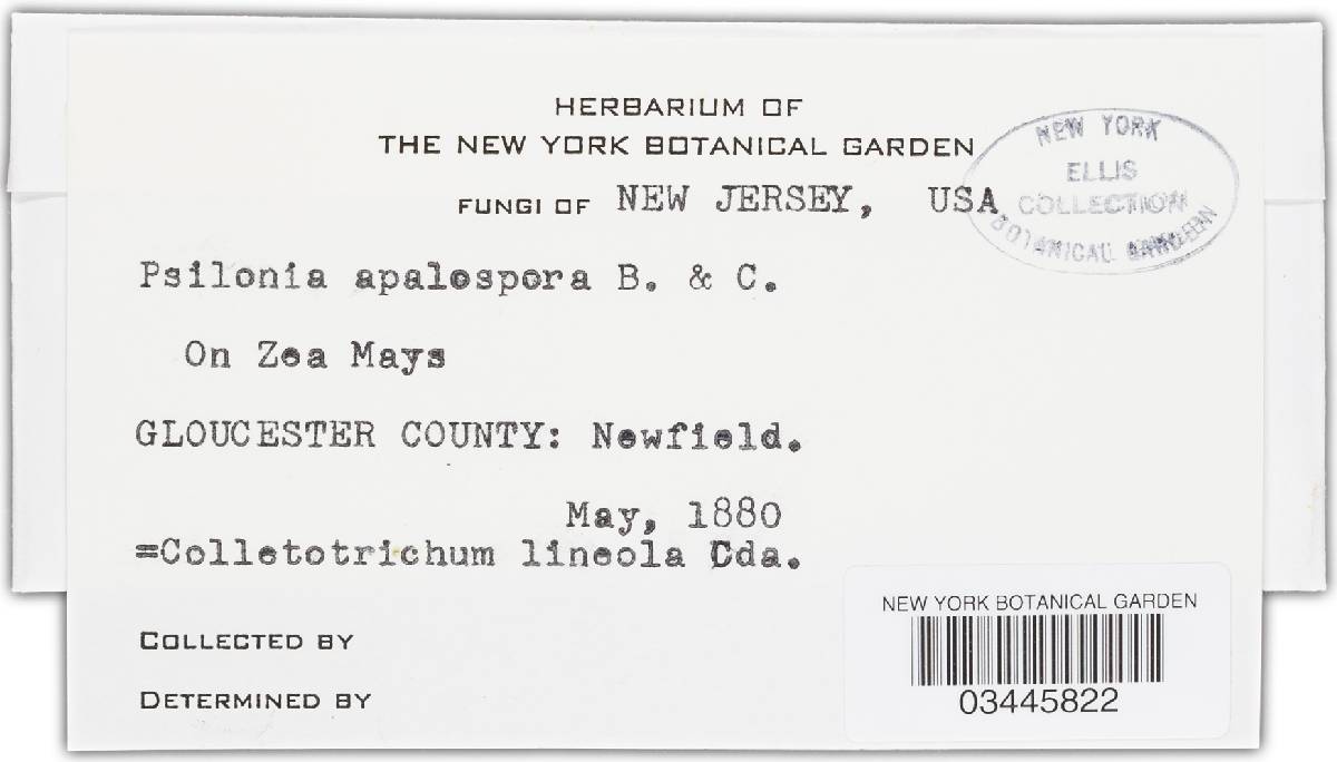 Glomerella graminicola image
