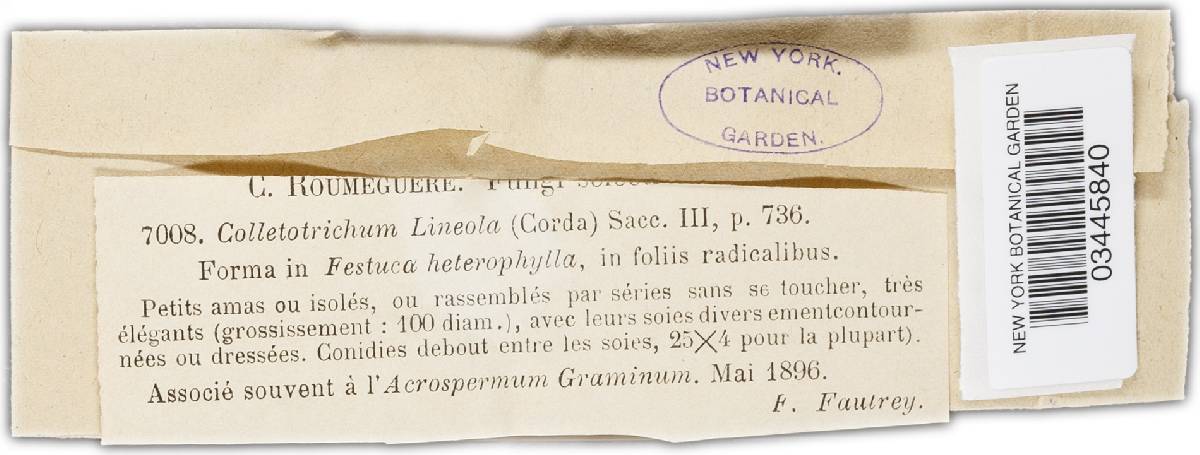 Glomerella graminicola image