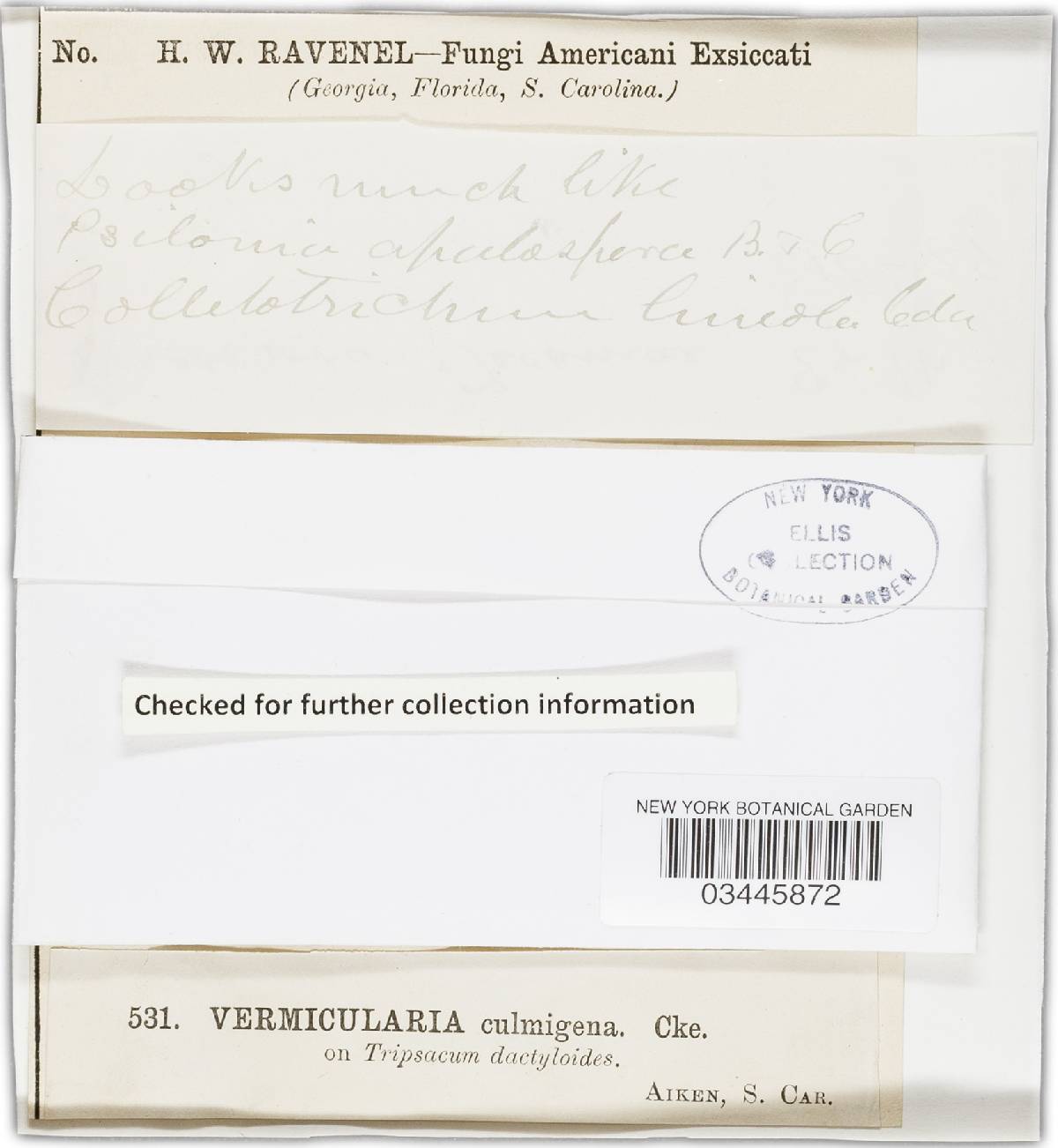 Glomerella graminicola image