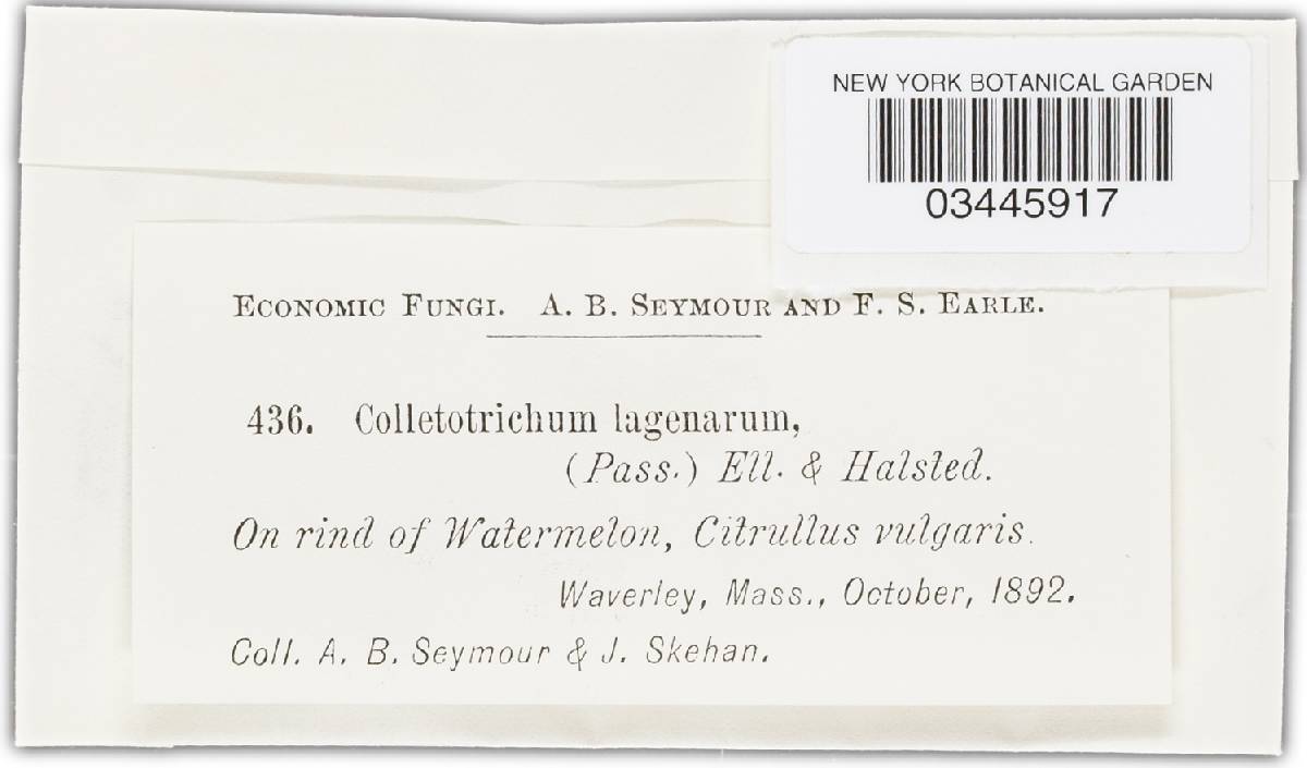 Colletotrichum lagenarium image