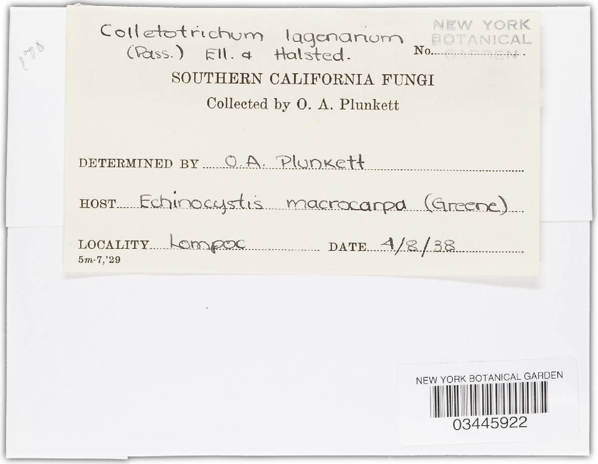 Colletotrichum lagenarium image