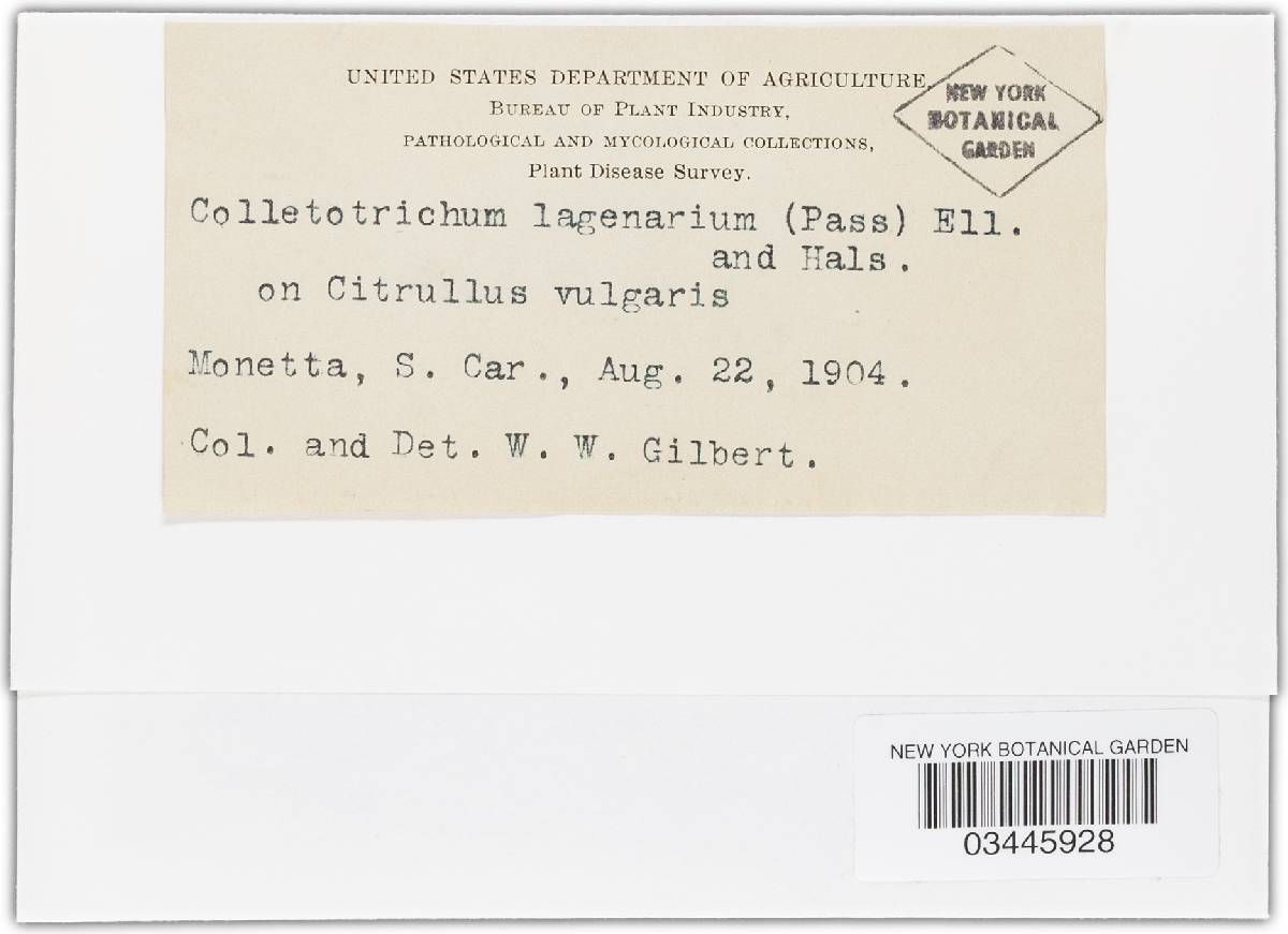 Colletotrichum lagenarium image