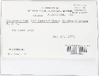 Colletotrichum lindemuthianum image