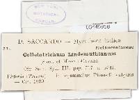 Colletotrichum lindemuthianum image