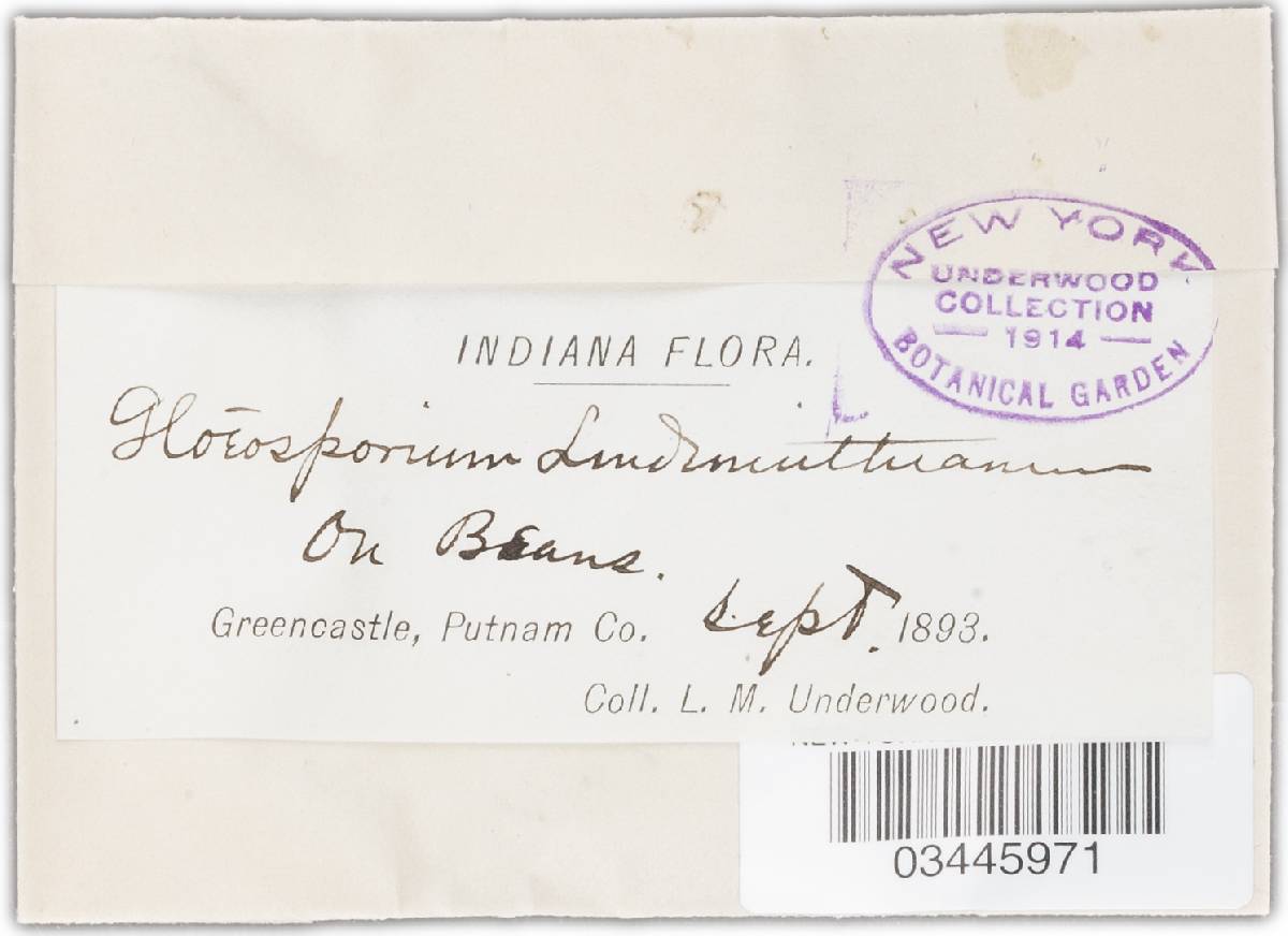 Colletotrichum lindemuthianum image