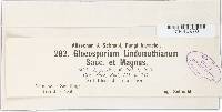 Colletotrichum lindemuthianum image
