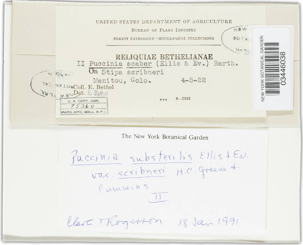 Puccinia substerilis var. scribneri image