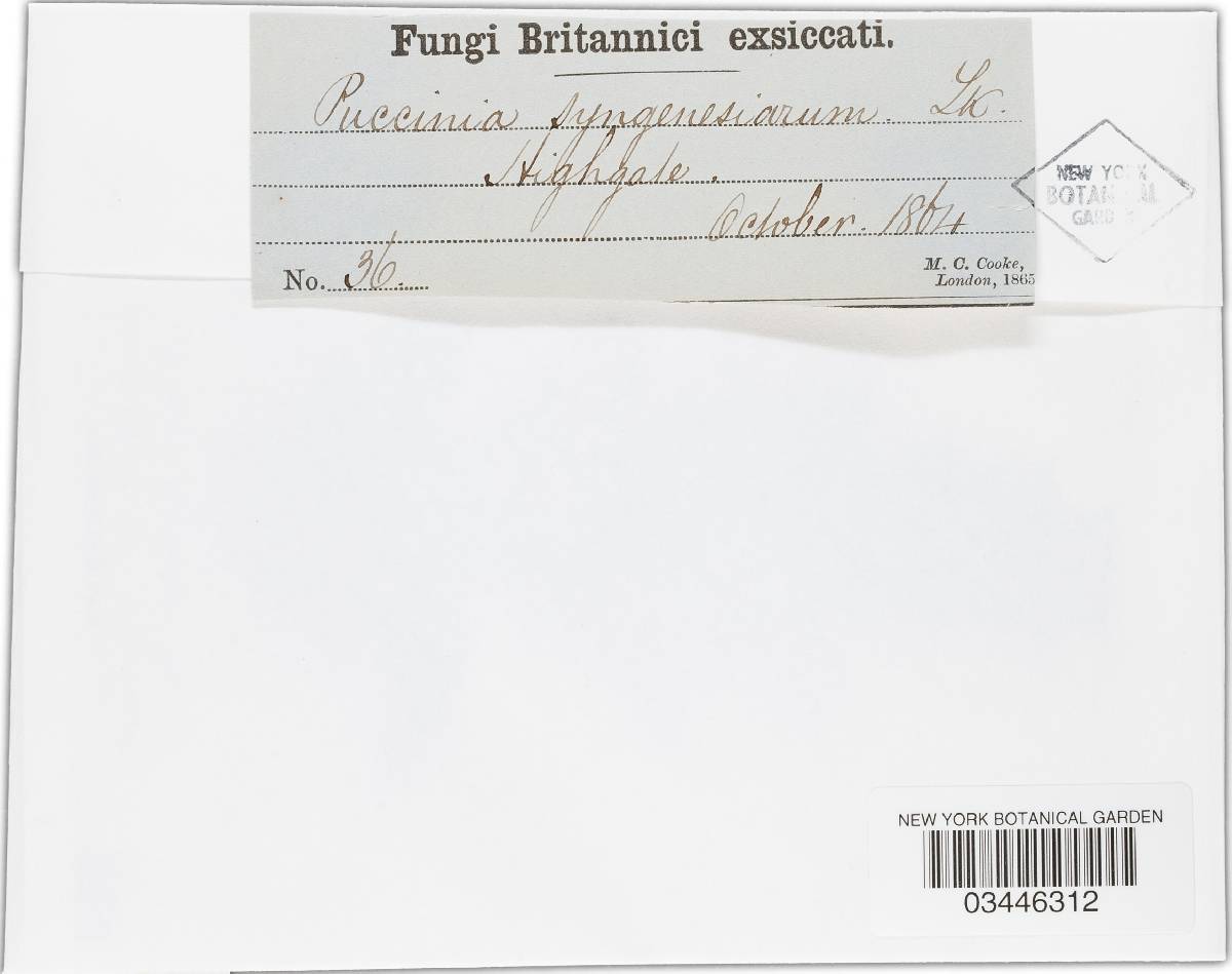 Puccinia syngenesiarum image