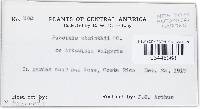 Puccinia tanaceti image