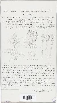Puccinia tanaceti image
