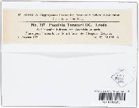 Puccinia tanaceti image