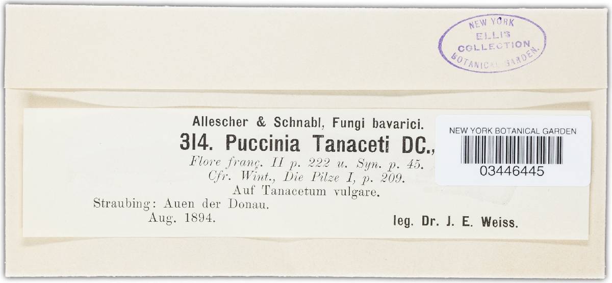 Puccinia tanaceti image