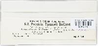 Puccinia tanaceti image
