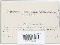 Puccinia tanaceti image