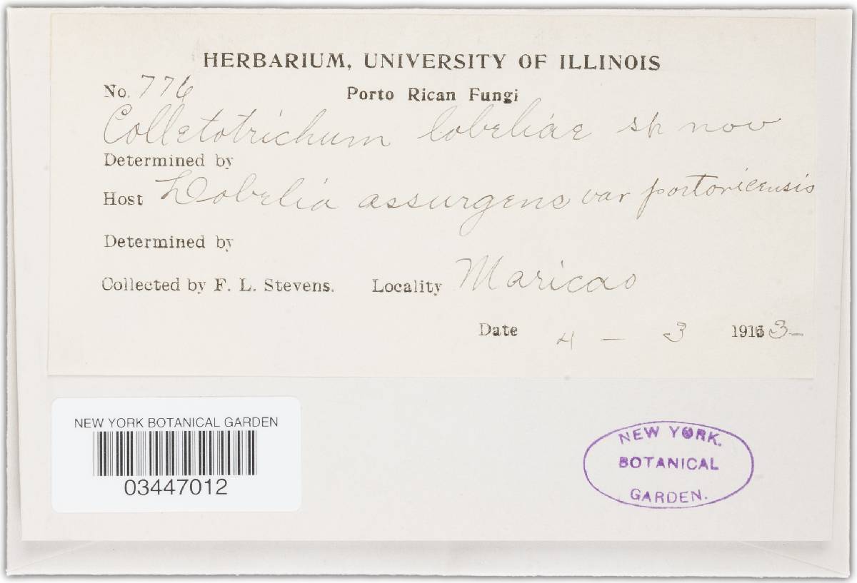 Colletotrichum lobeliae image