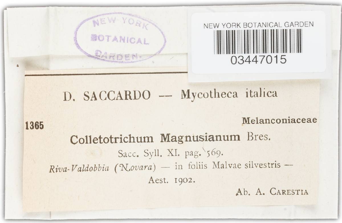 Colletotrichum magnusianum image