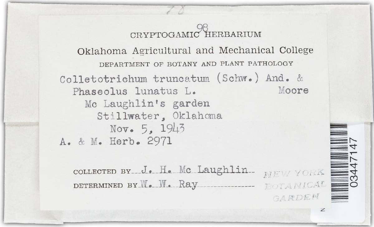 Colletotrichum truncatum image