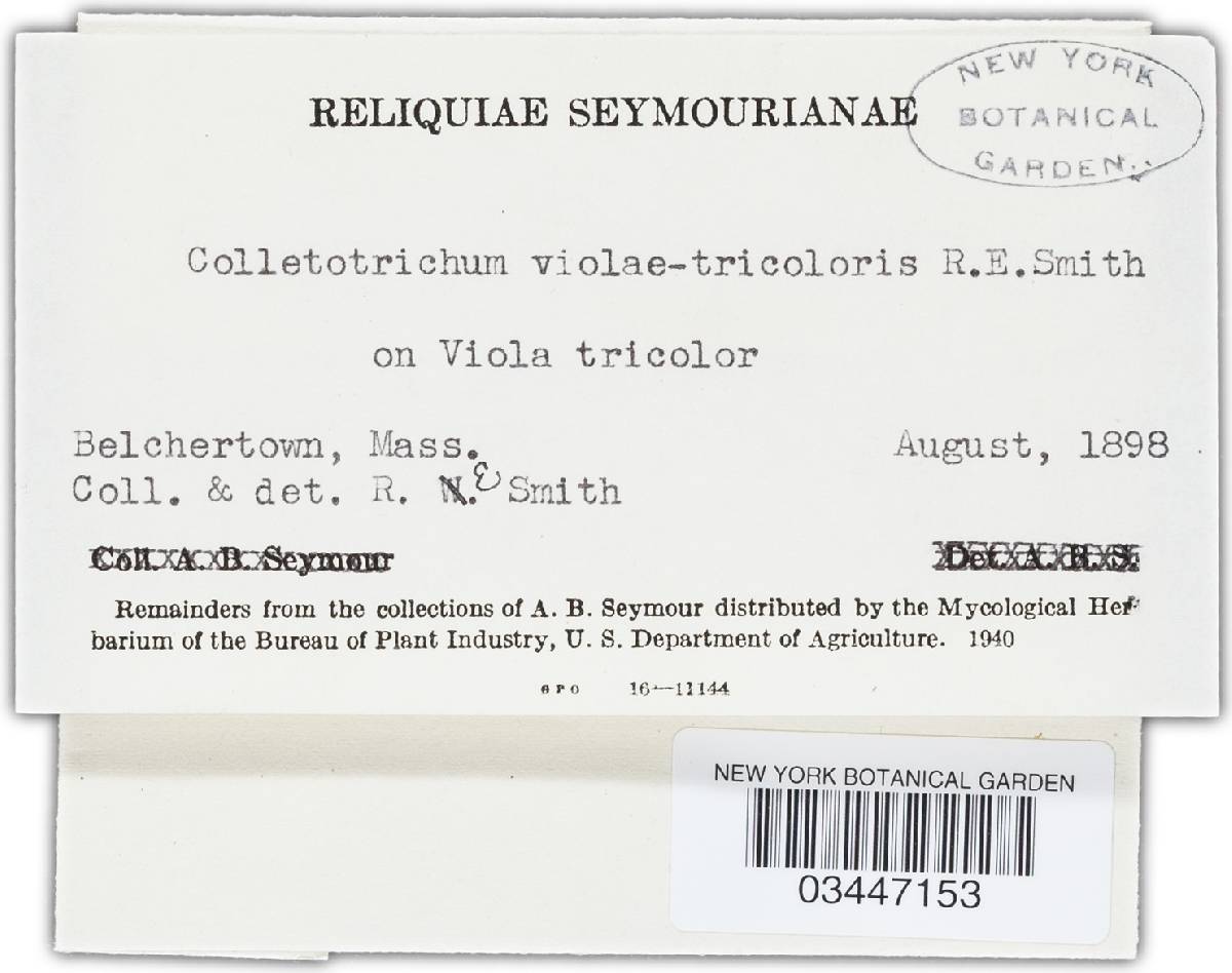 Colletotrichum violae-tricoloris image