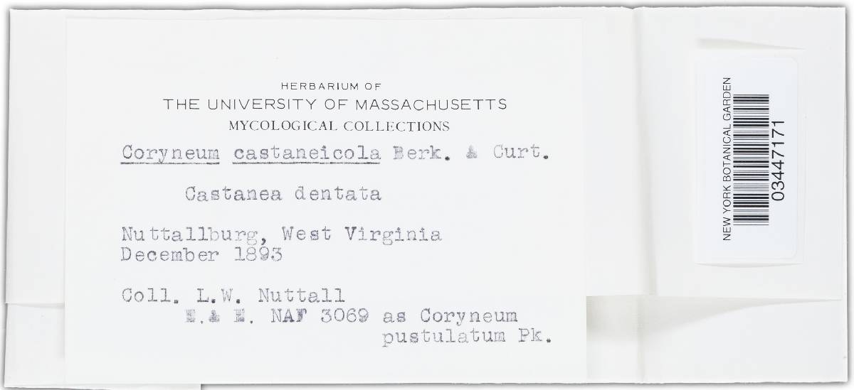 Coryneum castaneicola image