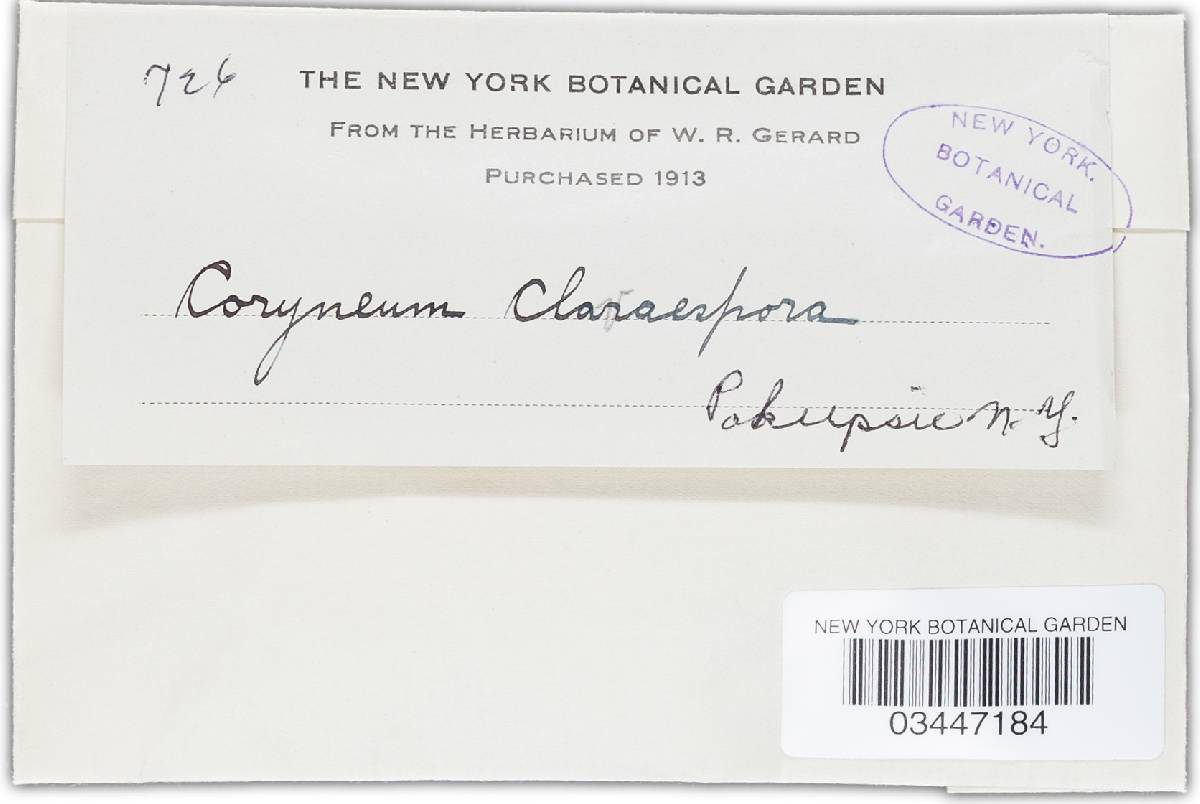Hysteropatella clavispora image