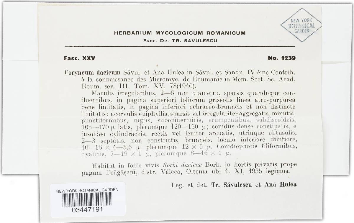 Coryneum dacicum image