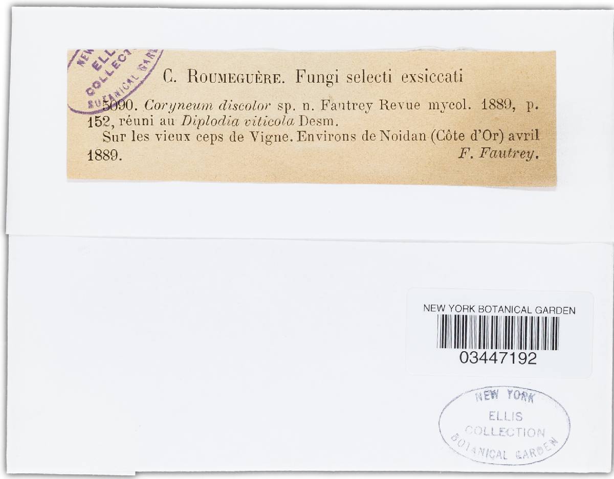 Pseudovalsaceae image