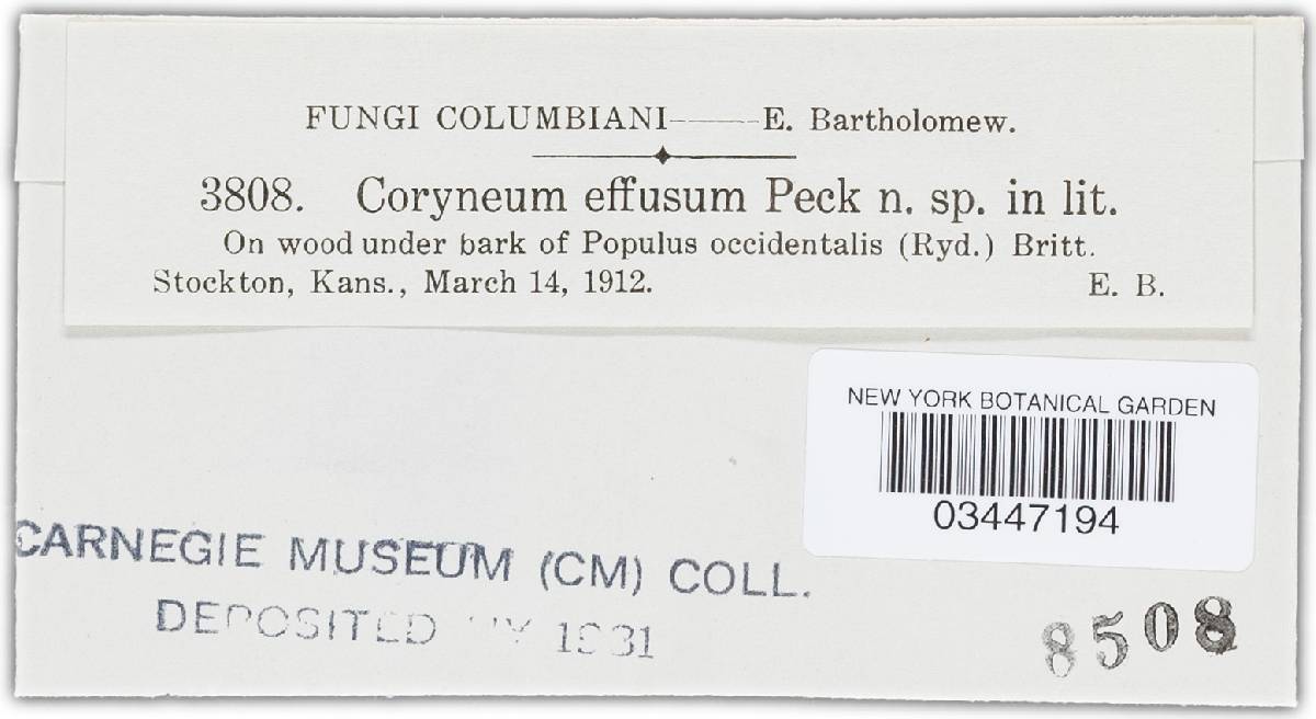Coryneum effusum image