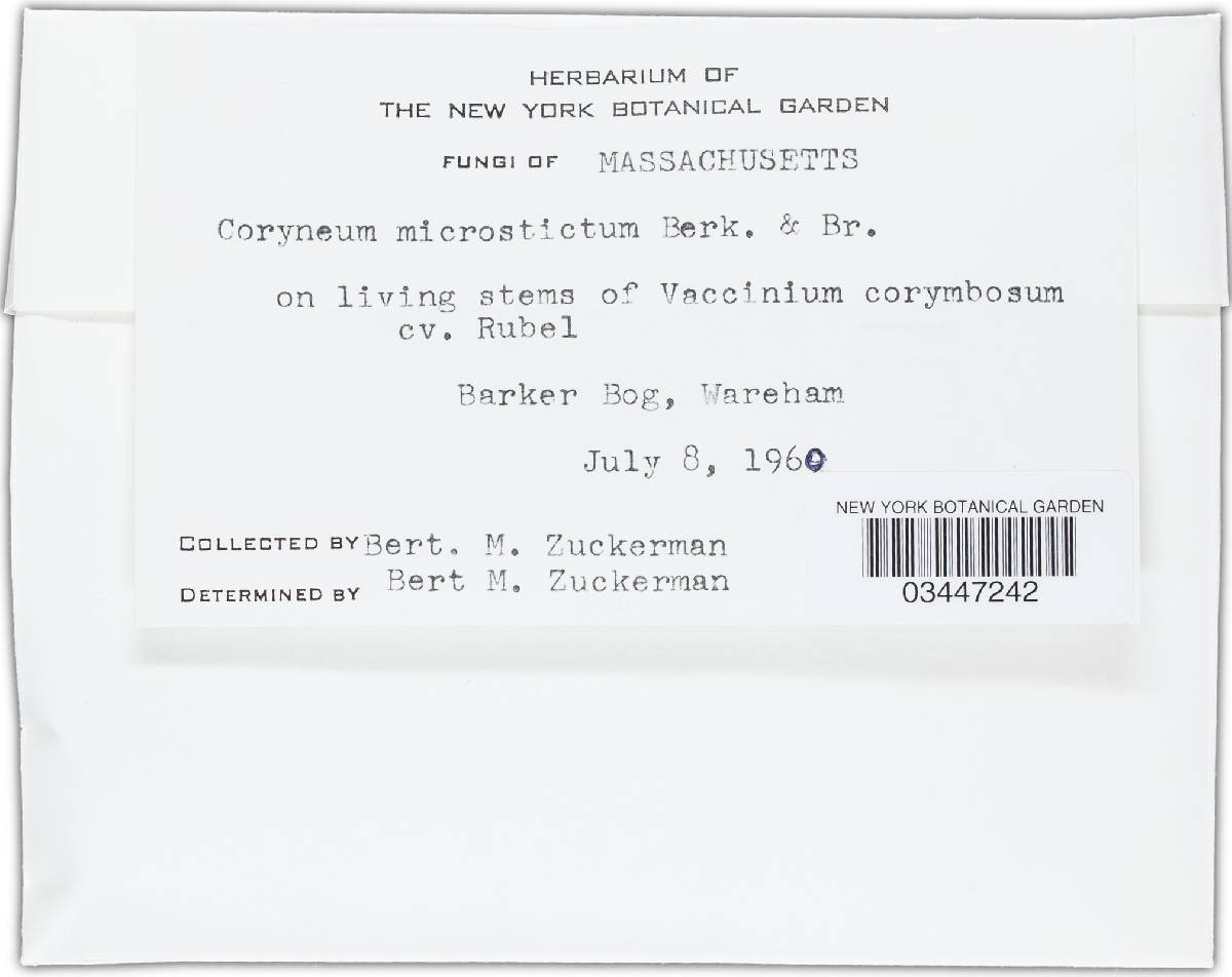 Coryneum microstictum image
