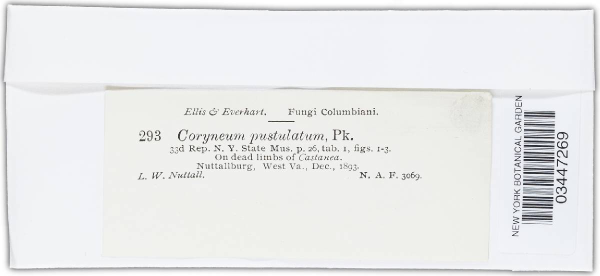 Coryneum pustulatum image