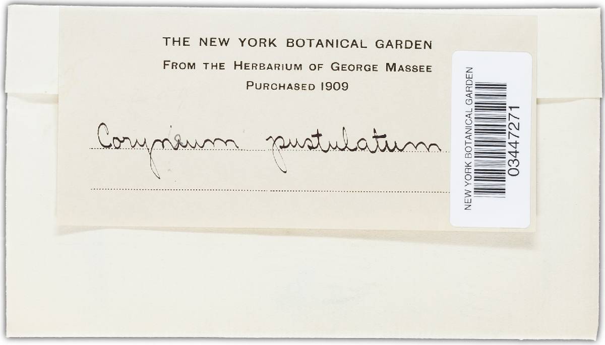 Coryneum pustulatum image