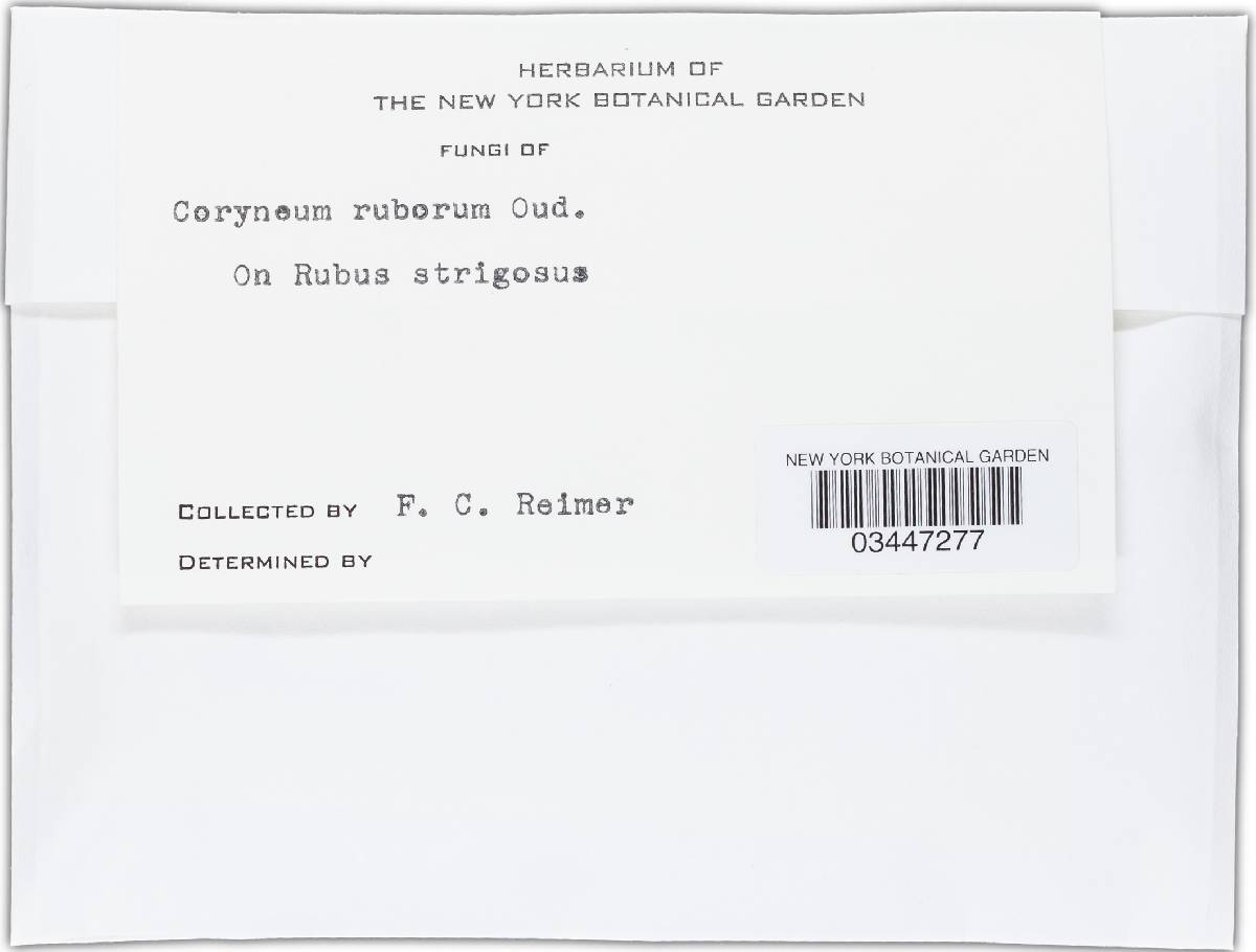 Coryneum ruborum image